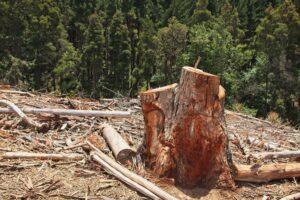 La Denuncia: "In Sardegna è iniziato il taglio degli alberi e la modifica delle strade per trasportare le pale eoliche"